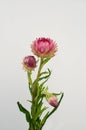 Pink helichrysum Straw flower bloomingÃÂ on white background Royalty Free Stock Photo